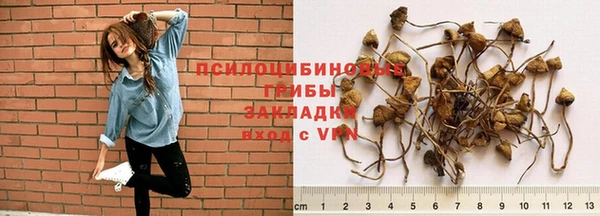 гидра Инта